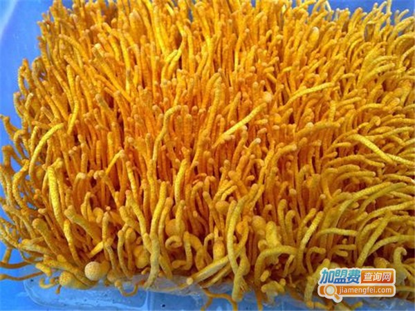 华夏种植金虫草加盟门店