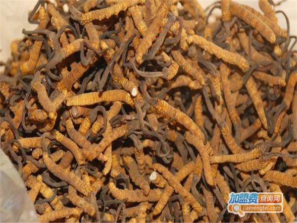 汇丰时代冬虫草加盟门店