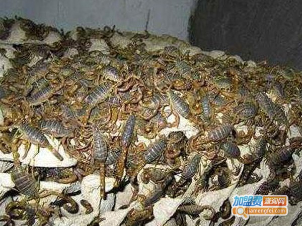 金龙蜈蚣养殖加盟费