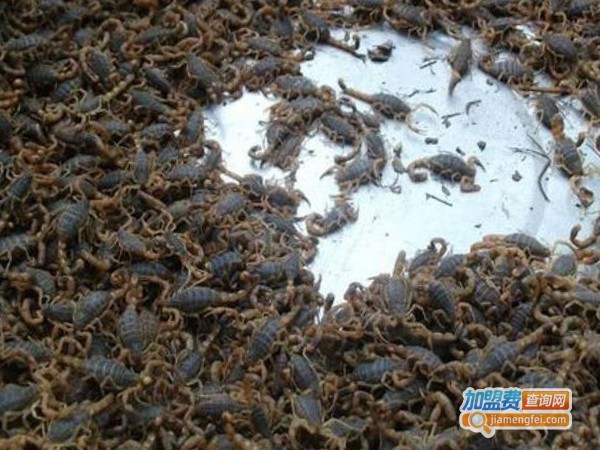 武源七号蝎子加盟费