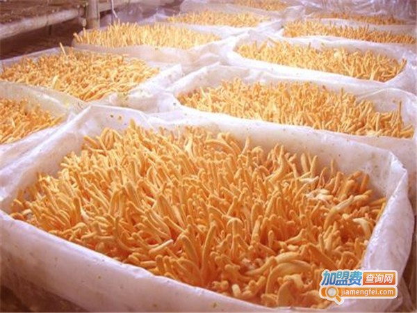 农大1号北虫草加盟门店
