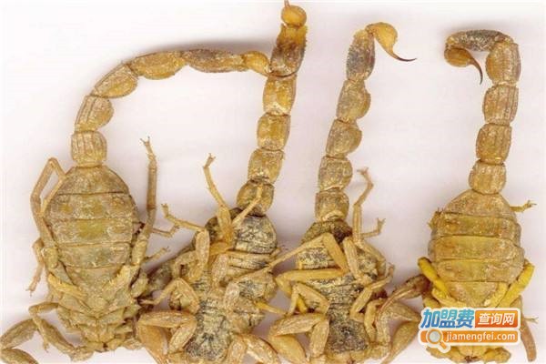 特种药蝎养殖加盟费