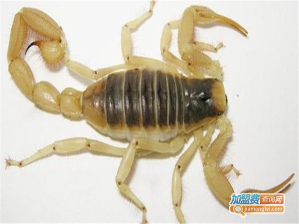 南亚蝎王加盟门店