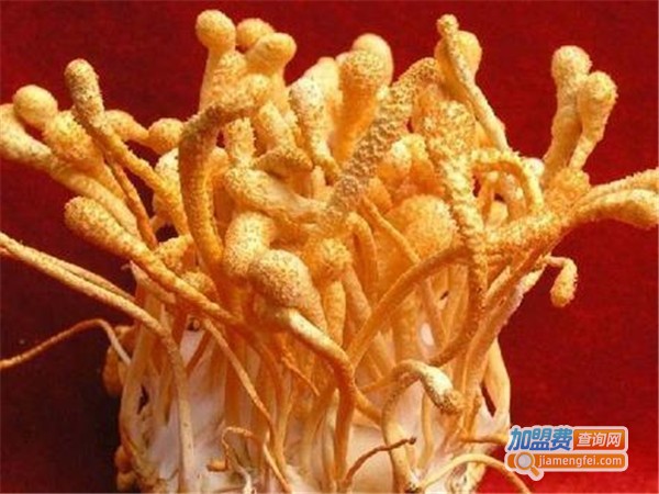 农博源6号金虫草加盟门店