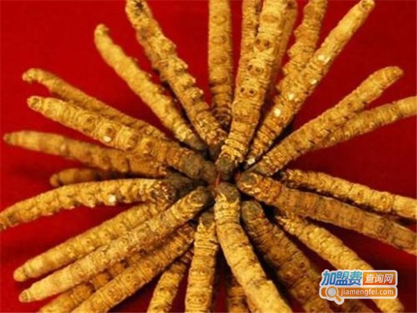 农大1号北虫草加盟门店