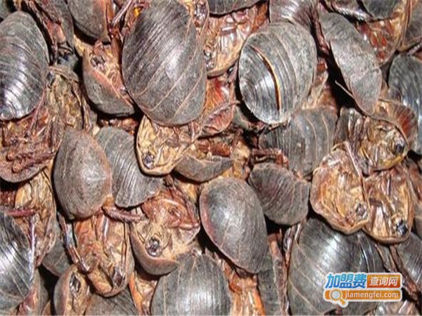 中农9号药用土元加盟费