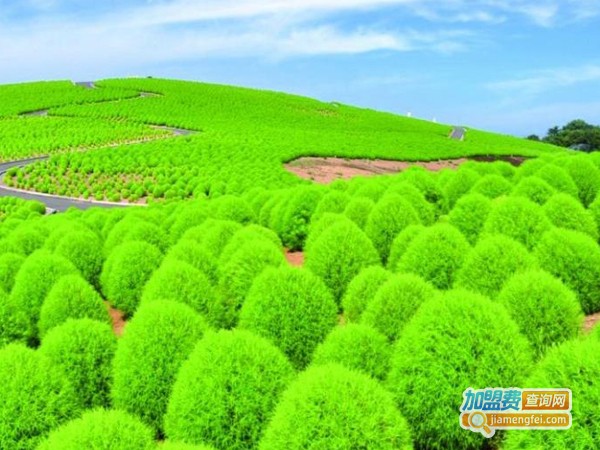 神叶国草加盟