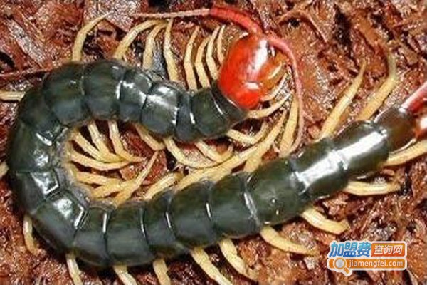 八峰八号蜈蚣加盟费