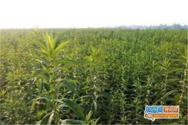 汇杰金虫草加盟费