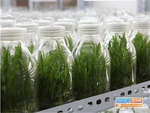 绿之梦铁皮石斛加盟