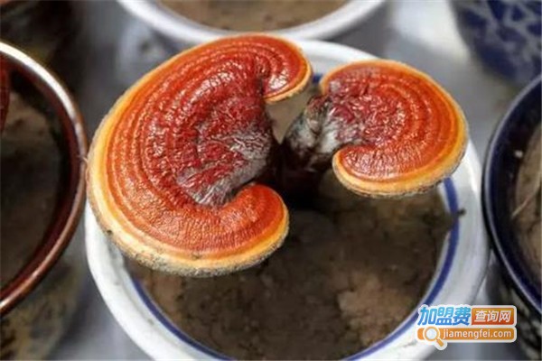 忠记滋补品加盟费