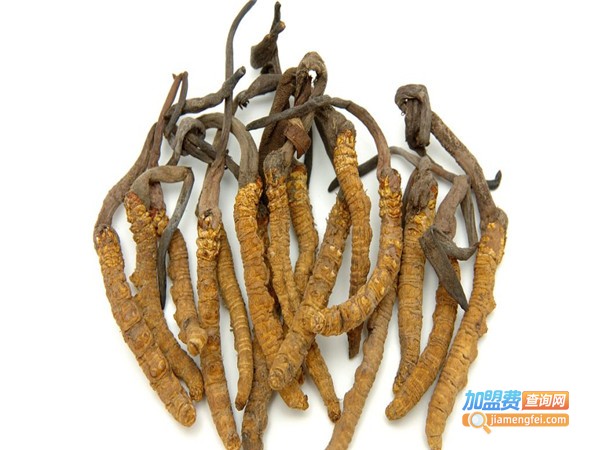 利民9号虫草加盟门店