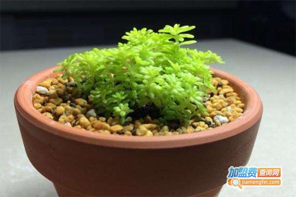 华大星火黄金草加盟