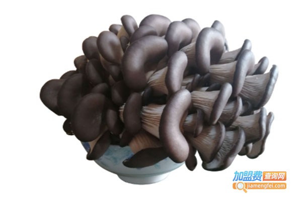 信科平菇特色农业加盟费
