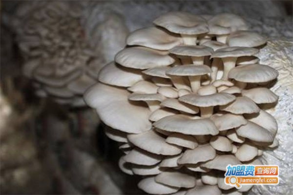 信科平菇特色农业加盟费