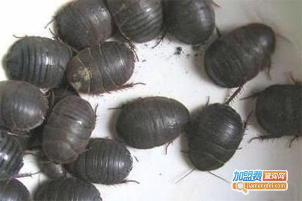 黑乌金土元加盟费
