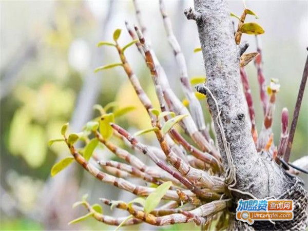 中农环宇铁皮石斛加盟