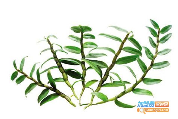 中科8号石斛加盟费