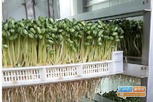 青州科发豆芽机加盟门店