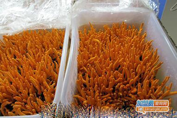 农科博源北冬虫夏草加盟费