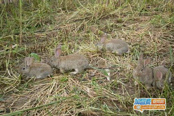 农福生野兔养殖加盟费