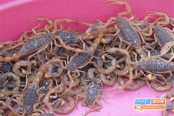 富农杂交药蝎加盟费