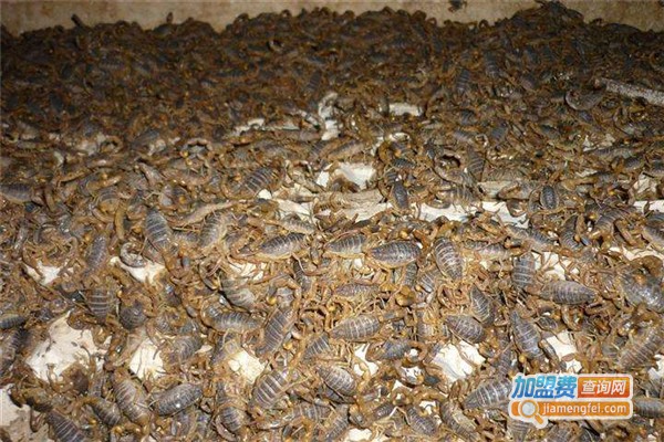 汇丰源蝎子加盟费
