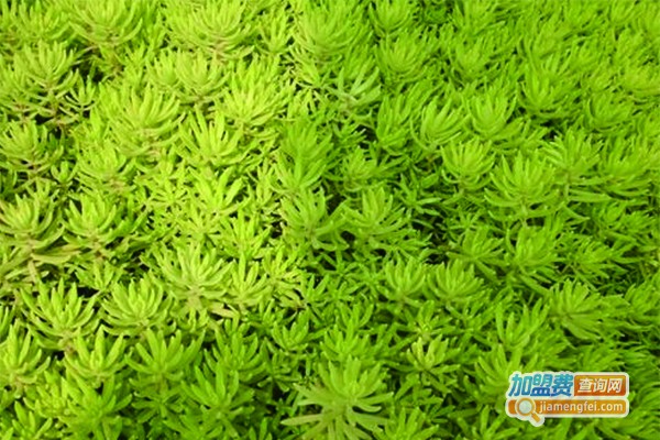 人工种植黄金草