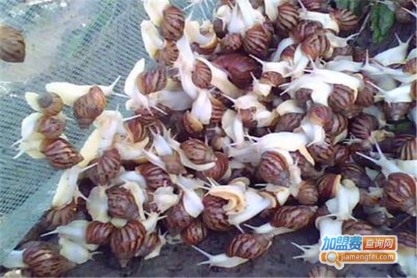 宏鑫利民白玉蜗牛加盟费
