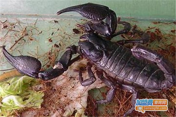 三农金蝎加盟费