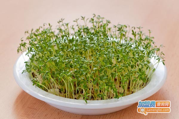 小熊豆芽机加盟门店