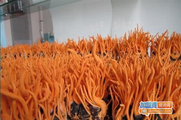 汇丰源虫草种植加盟费