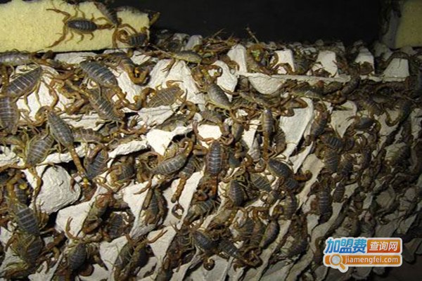 中华龙蝎加盟费