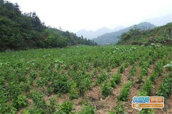 阳光一号杂交天麻加盟费