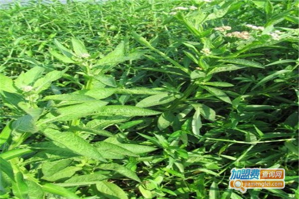 百草王加盟费