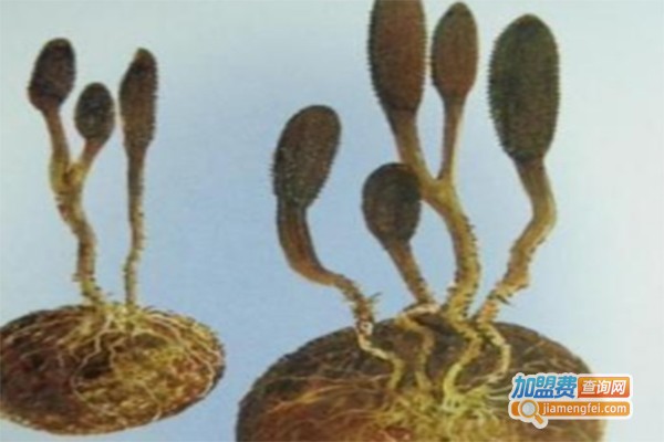 中农天腾冬虫夏草加盟费