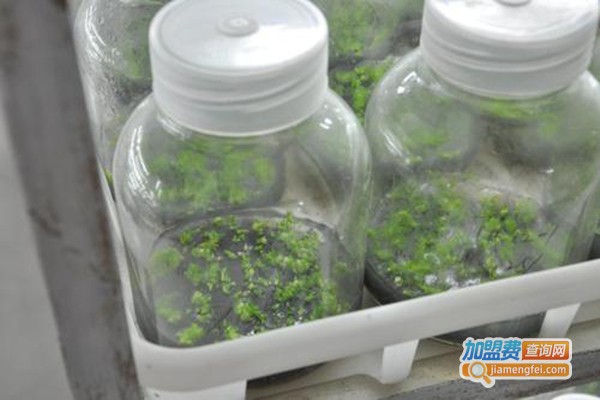光宇铁皮石斛加盟门店