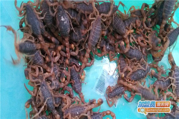 华南金蝎养殖加盟费