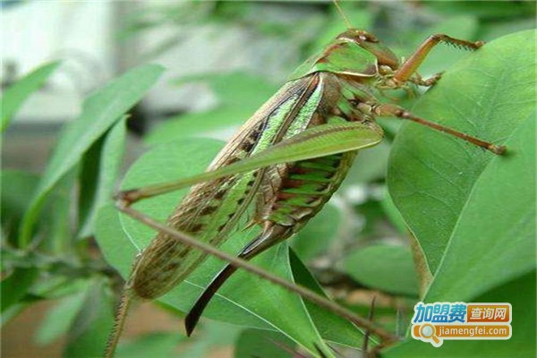 金叶特种昆虫养殖加盟费