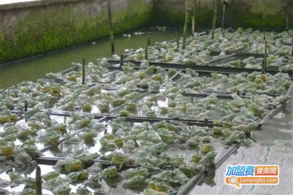 丰成9号养殖加盟费