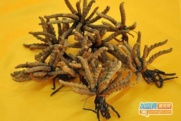 金华虫草加盟门店