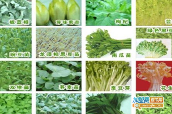 中农四季芽苗菜