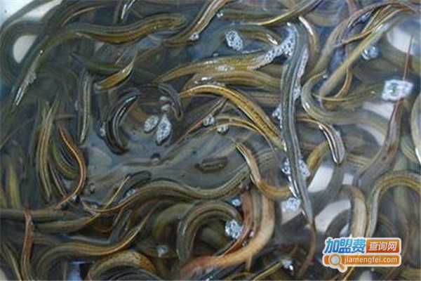 金丰9号泥鳅