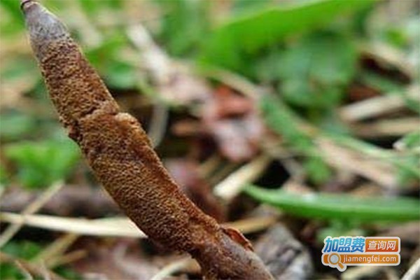 百灵冬虫夏草加盟费