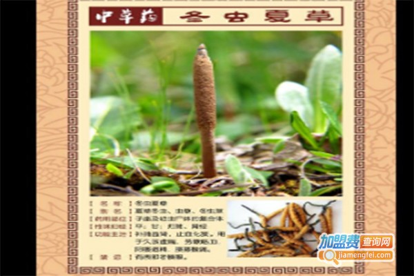 中农天腾冬虫夏草加盟费