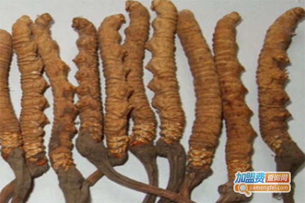 搭饶古虫草加盟费