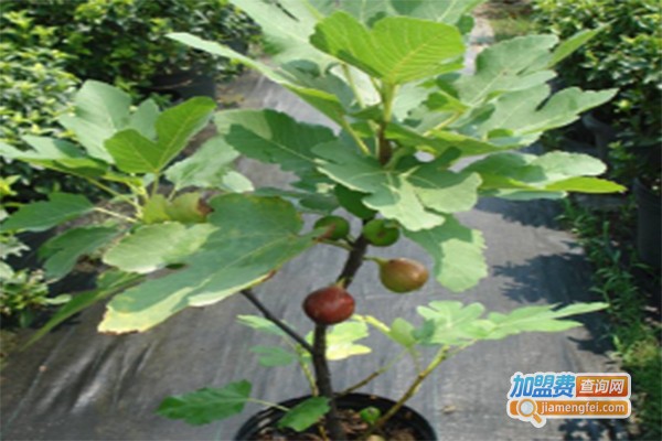 无花果种植加盟费