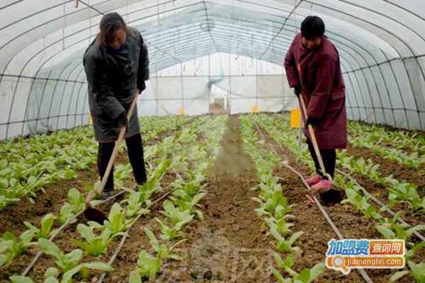 中农共信蔬菜种植加盟门店