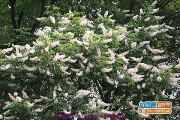华夏本草石斛种植加盟门店