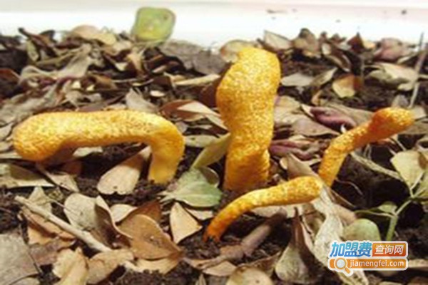 金华虫草加盟门店